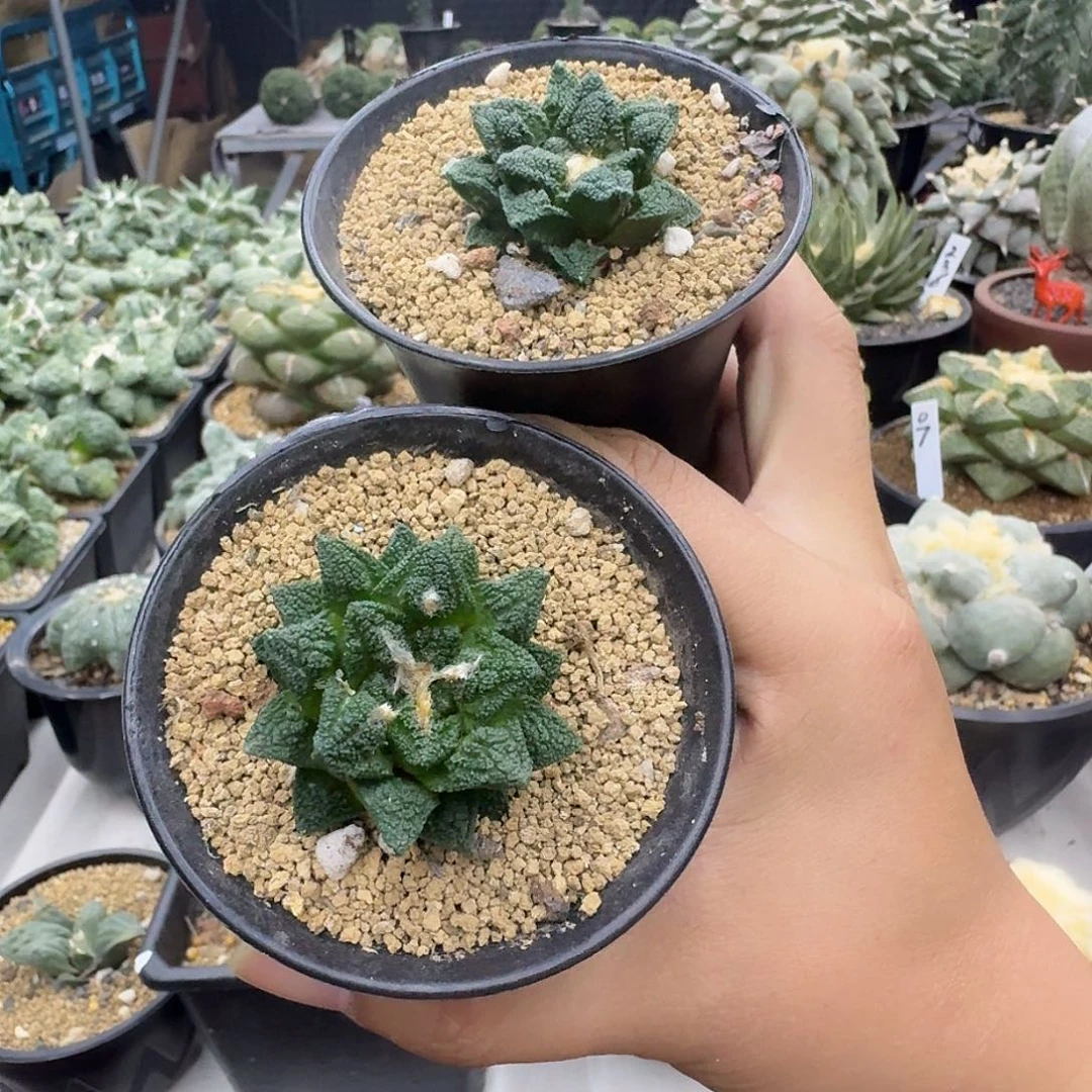 米****自根螺旋辛顿牡丹