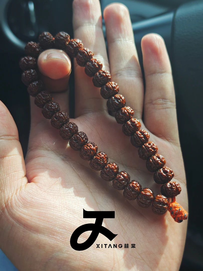 勿里达纯血老树王小金刚菩提《入门款》