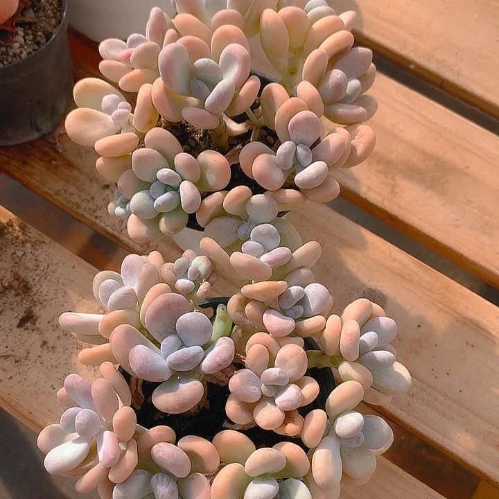 安于时光寄养2盆橙雪球