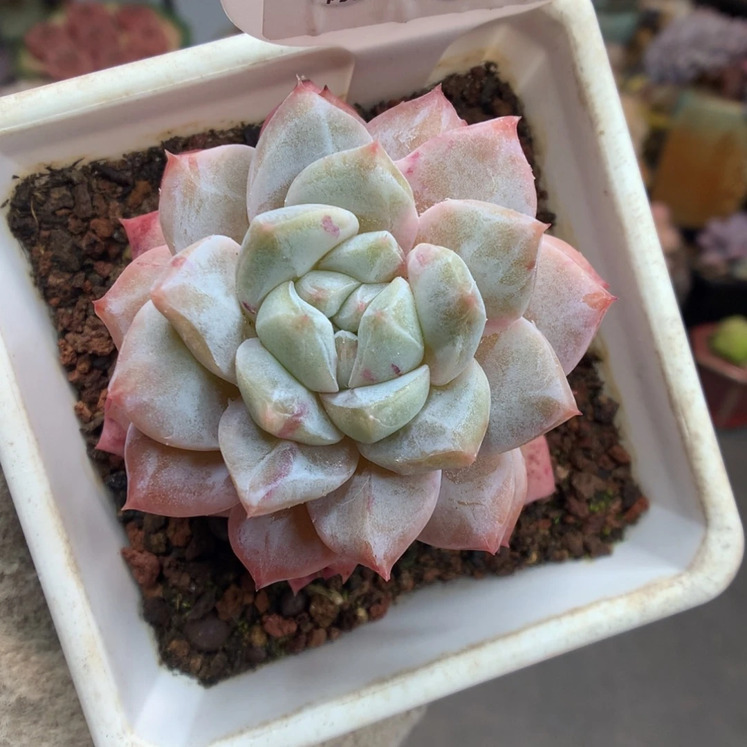 17母本粉钻多肉植物