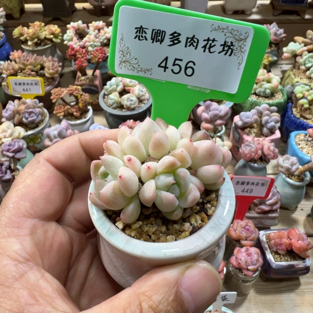 456号佳人老桩带盆土发