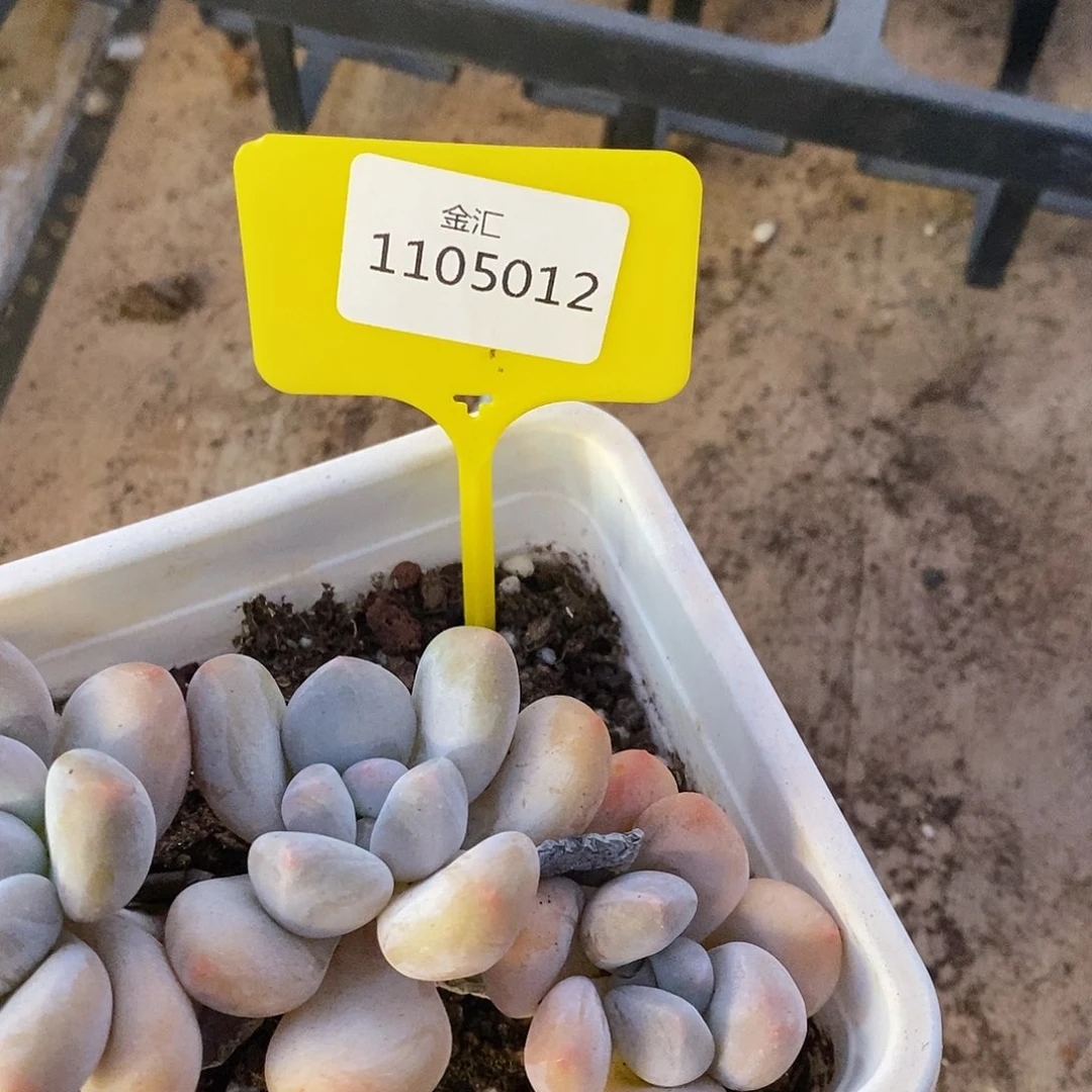 福利多多，1105012