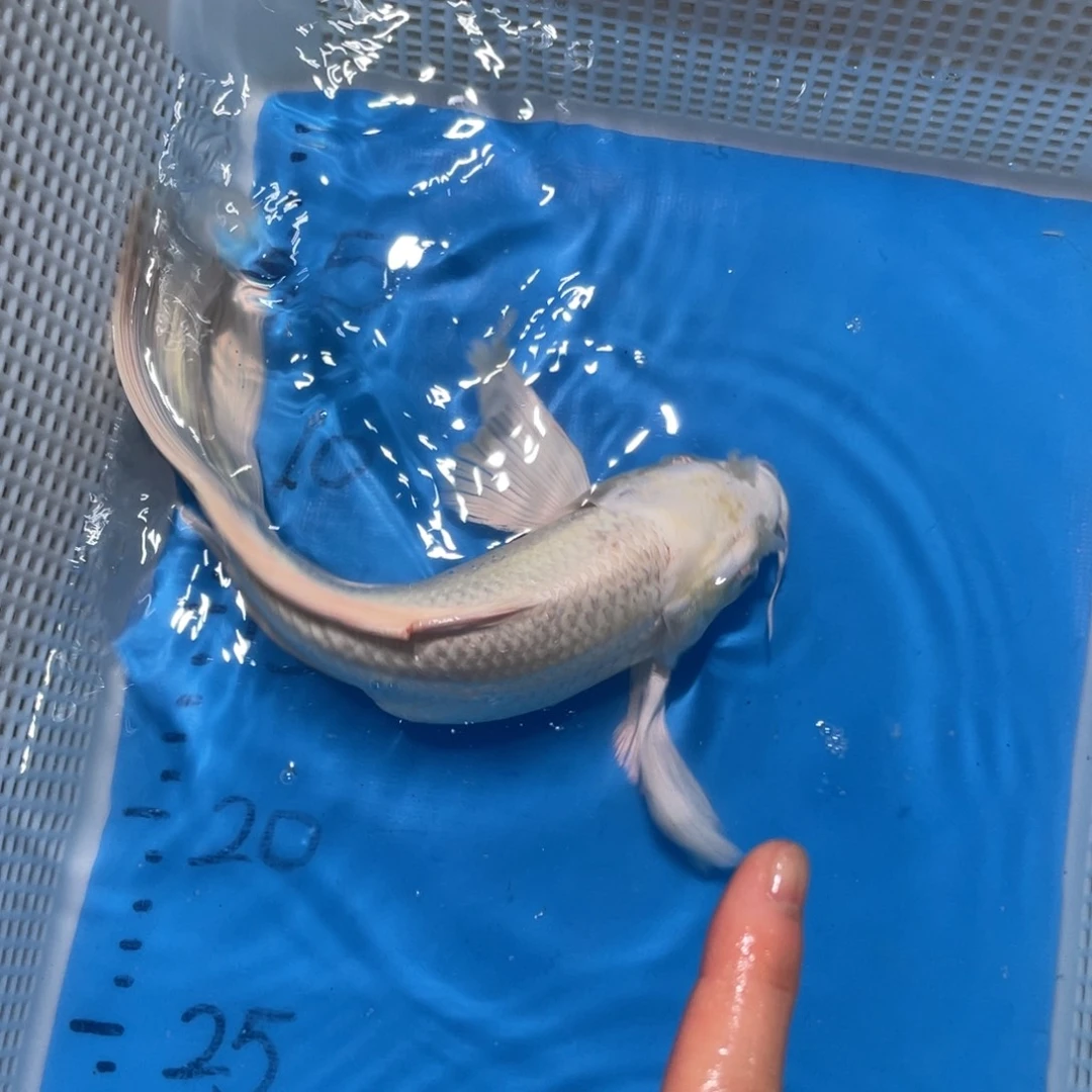 锦鲤锦鲤包邮包售后