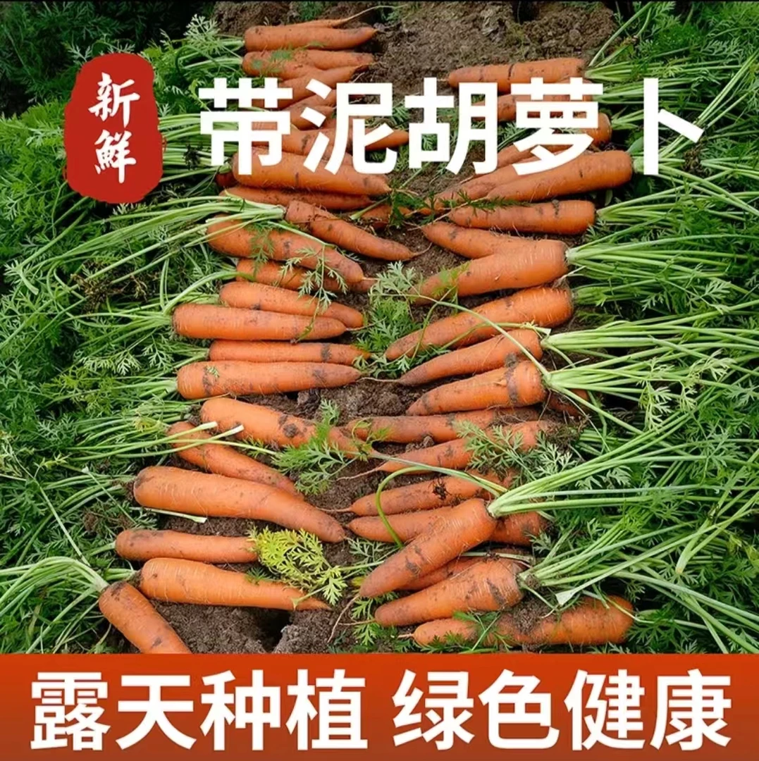 2025当季香脆可口新鲜胡萝卜可生吃热炒农家自种现挖现发