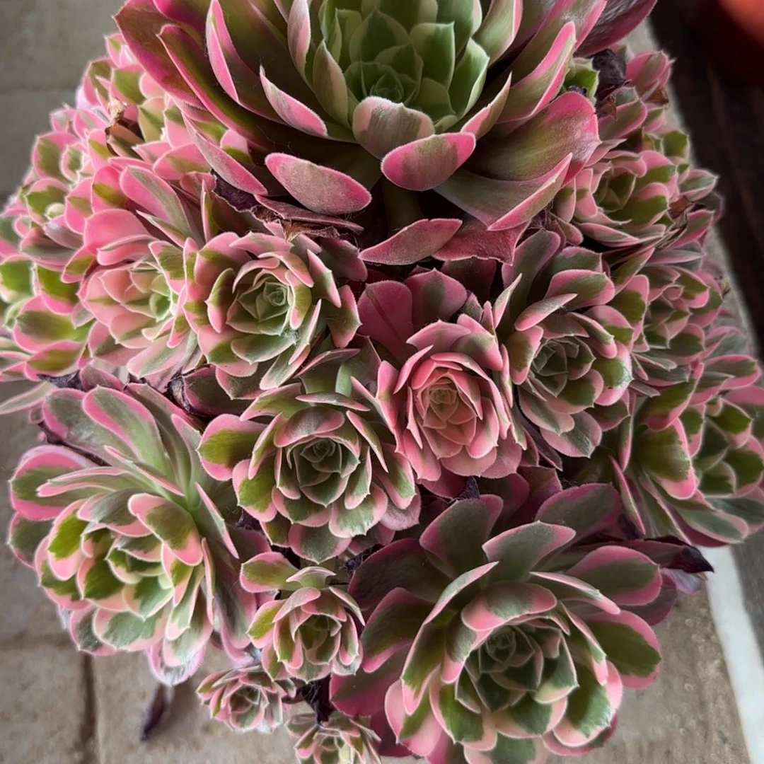 相***识0033多肉多肉女郎多肉多肉