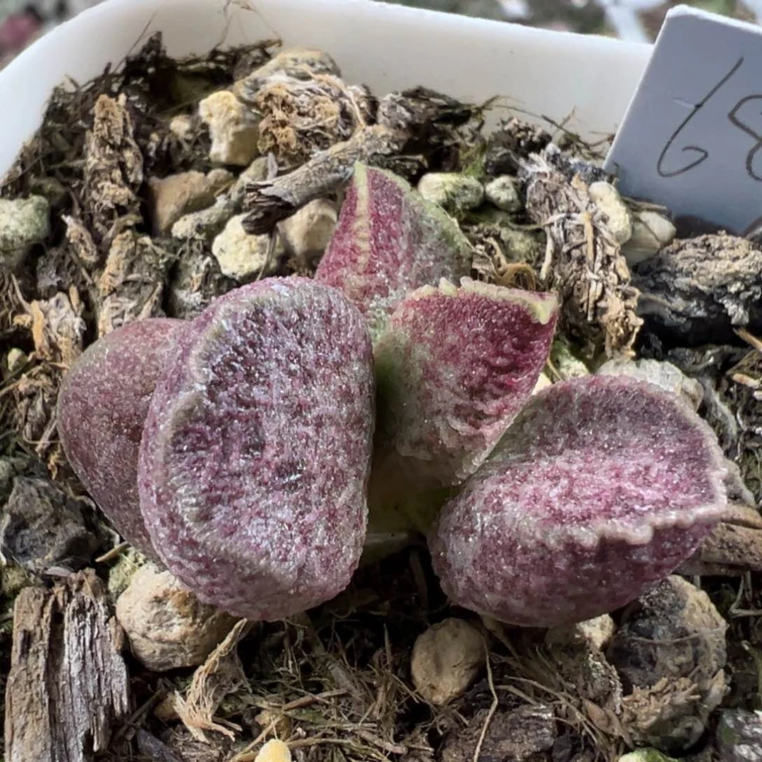 斑点款实生新品多肉植物水泡