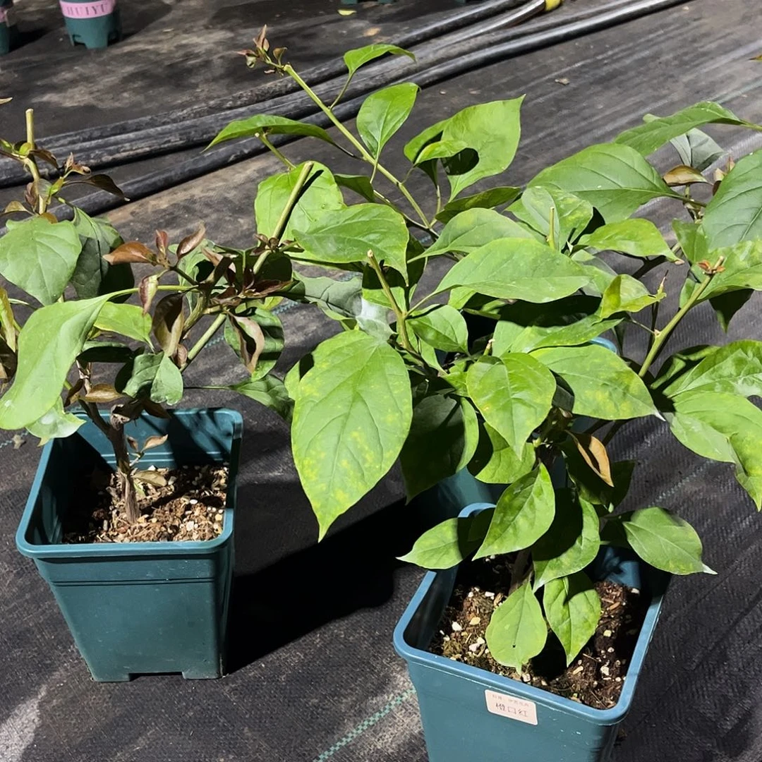 当前无花栽培后可以开花【橙口红1棵】随机发货福利款不售后