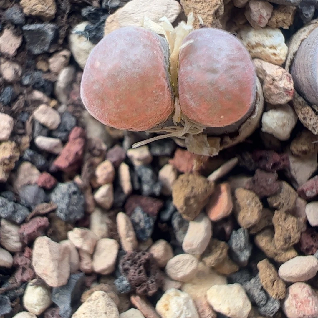 815 好看的多肉冲冲冲q