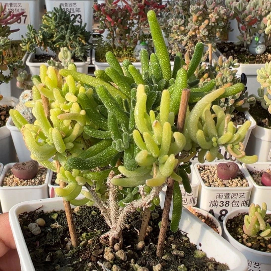 1-899开播福利荧光兔阴阳锦七方盆