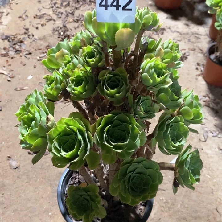 法师植物一物一拍28