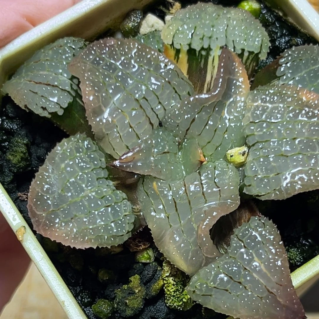 恭喜发财大吉大利0075