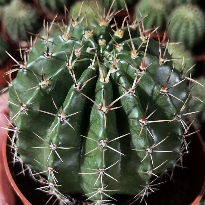 实生彩草带盆土发货