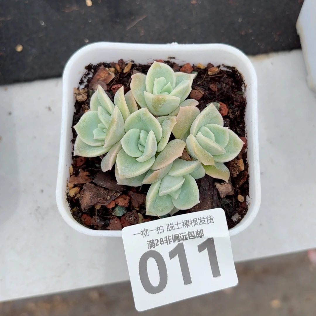 可爱玫瑰无盆土发货
