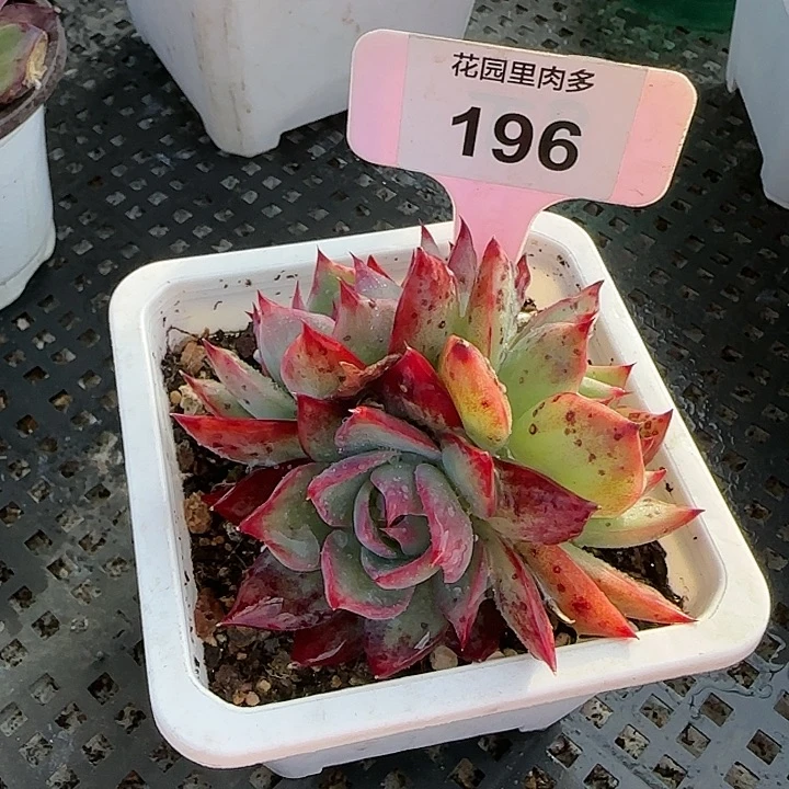 196 惊鸿仙子多肉植物8-9cm