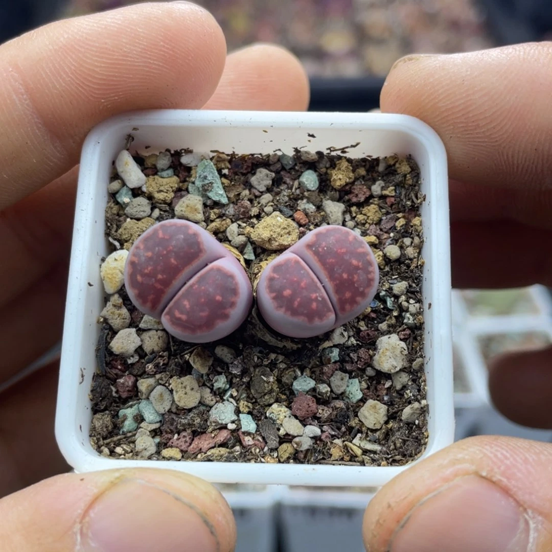 00000000000000000000537