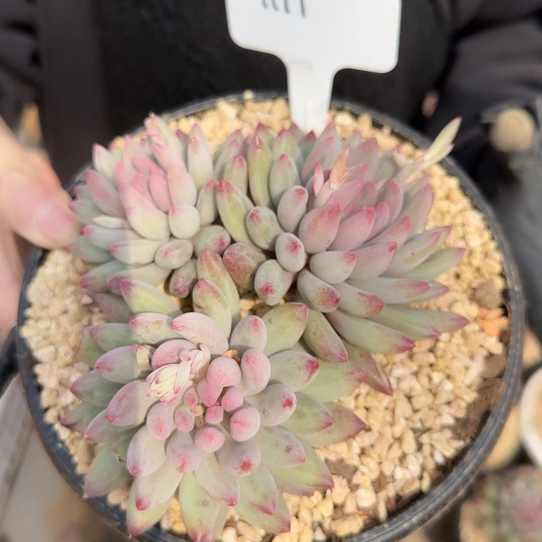 1111号流沙虞美人42.8   肉