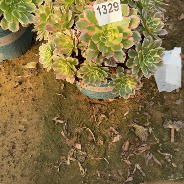 1329海王清棚处理不包断枝