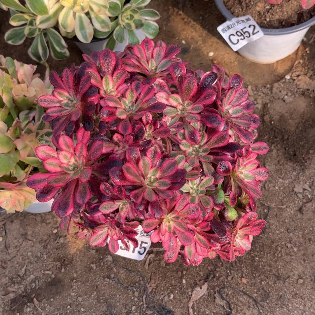 915多肉植物香奈儿