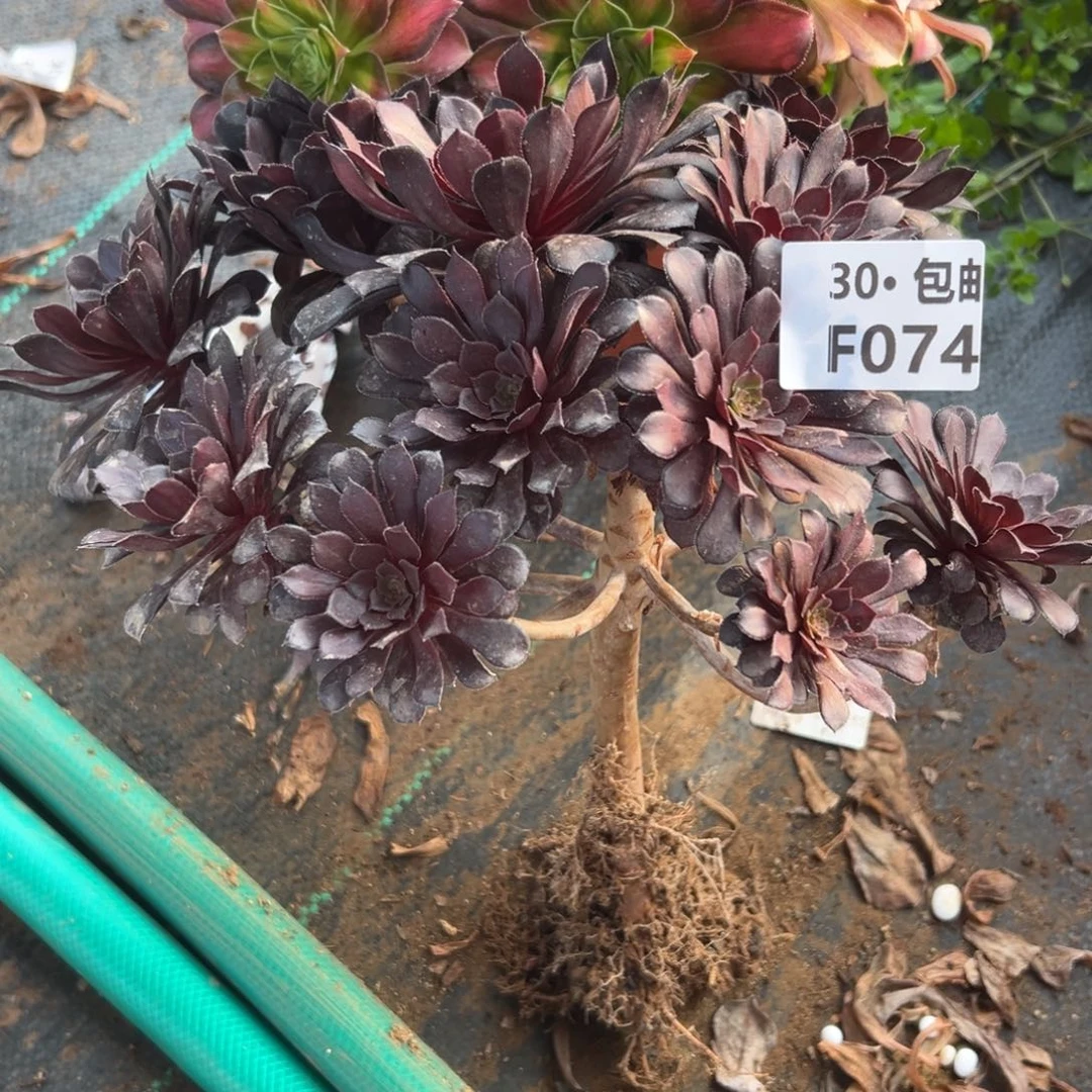 074黑铜多肉法师