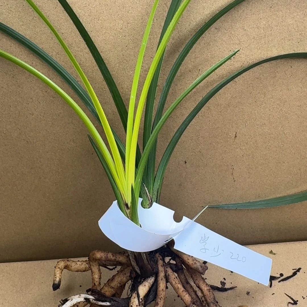 学***少完全开放送给希望送我归乐送我健次康