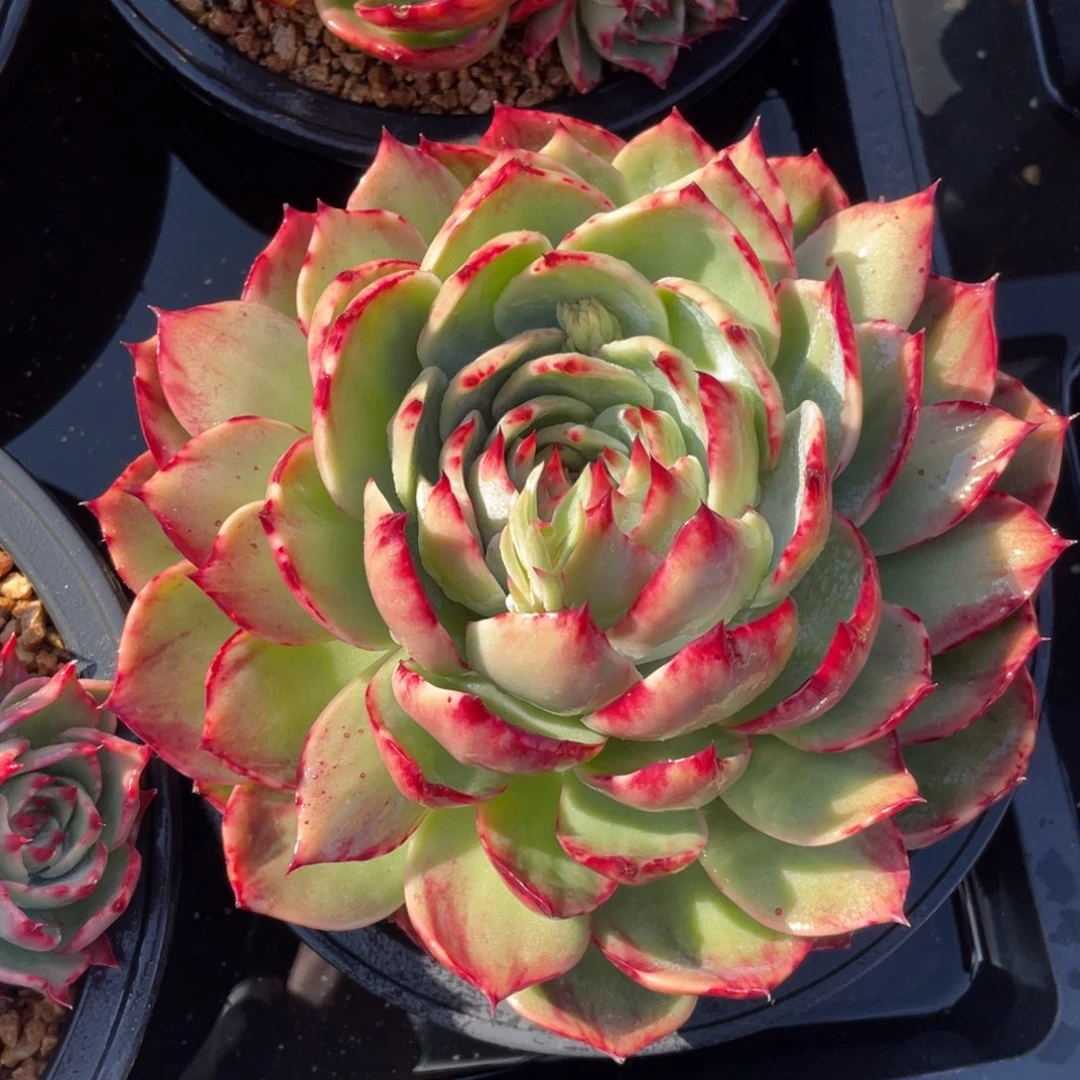 惊鸿仙子冠服19左右