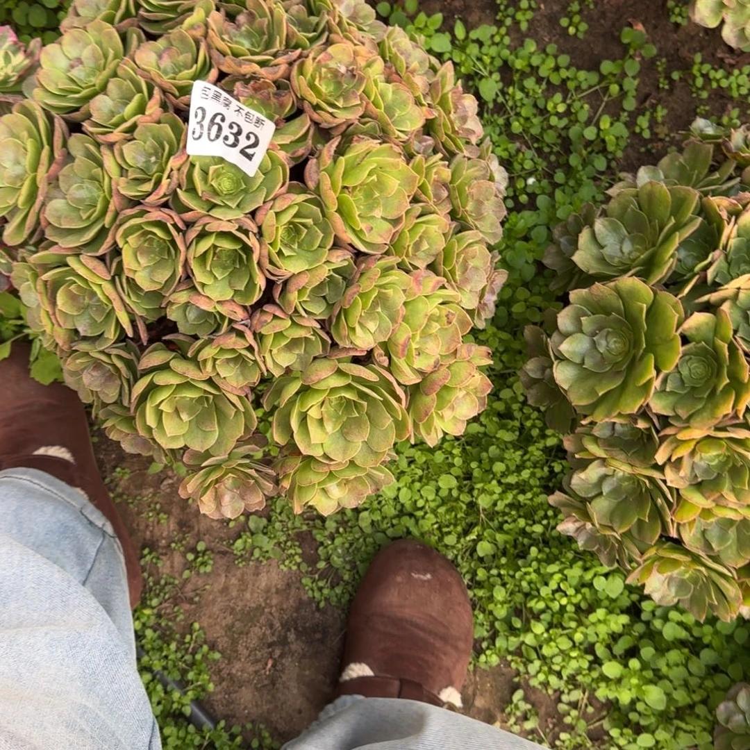 法师万圣节17-3 3632