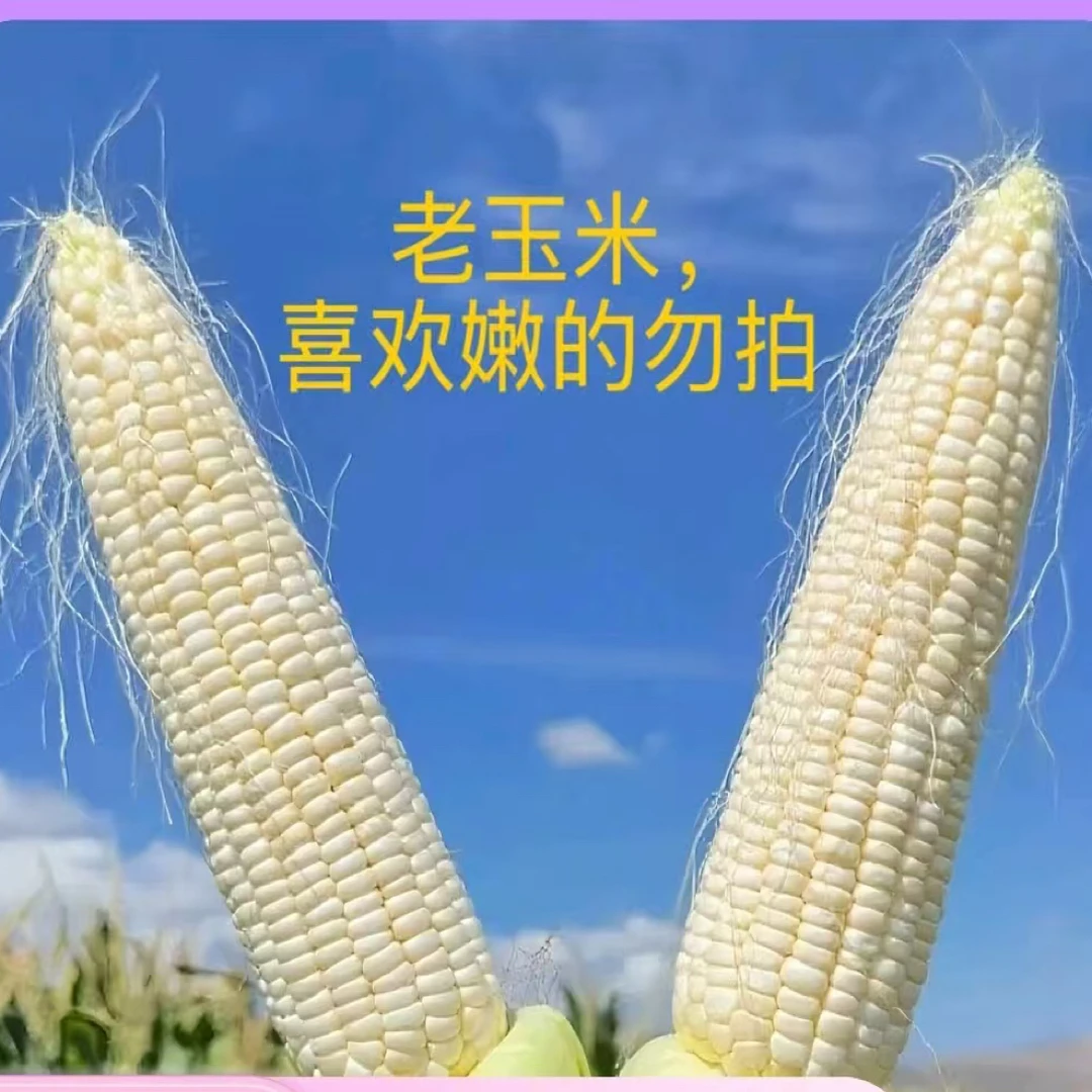 高山农科糯336冰冻甜糯玉米