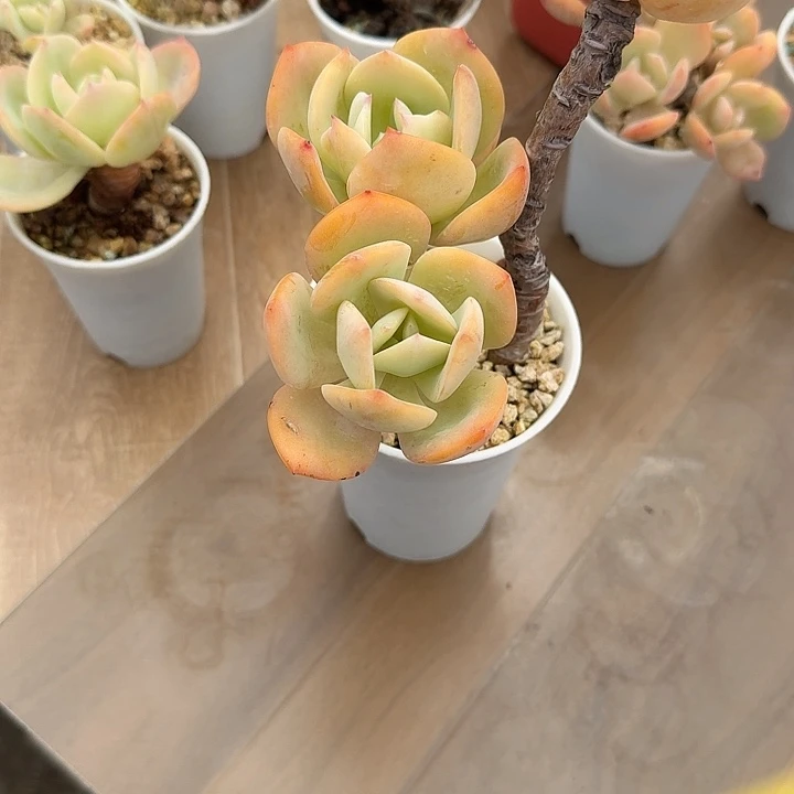 宛***空白凤多肉植物一颗