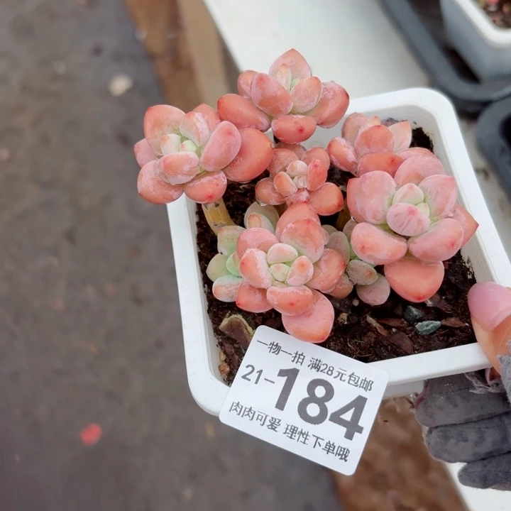 红洛神无盆土发货无盆土发货无