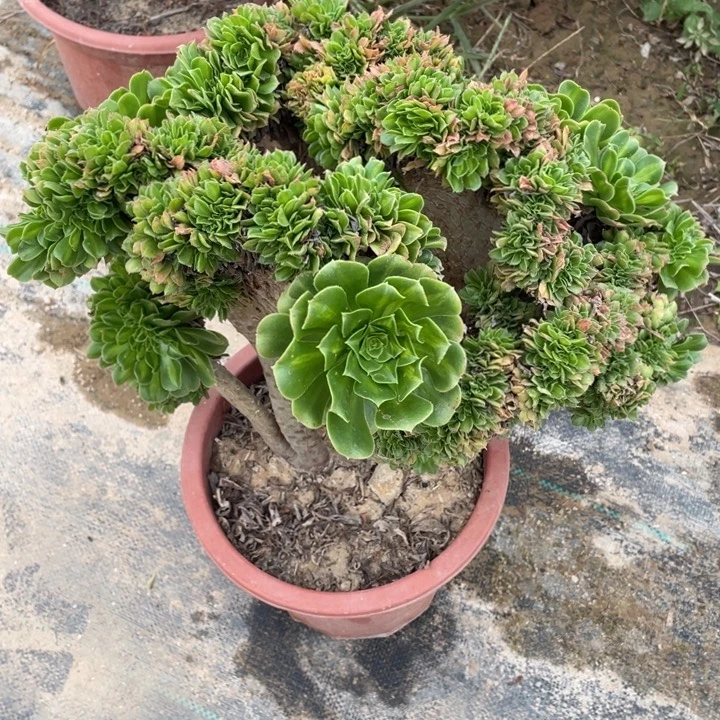 法师老桩缀化翡翠琉璃