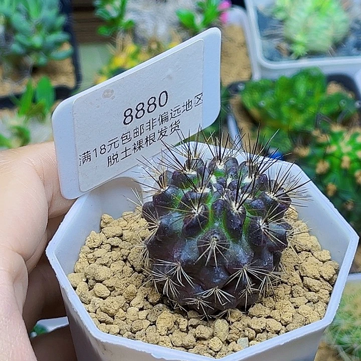 输入种源紫肌伏龙玉一颗