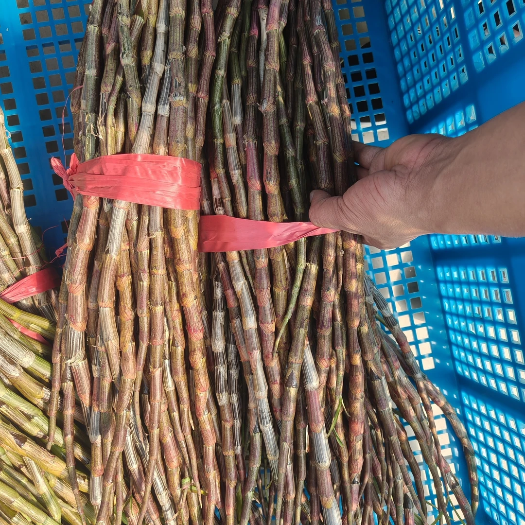 云南正宗紫皮石斛鲜条（血条）花青素多多