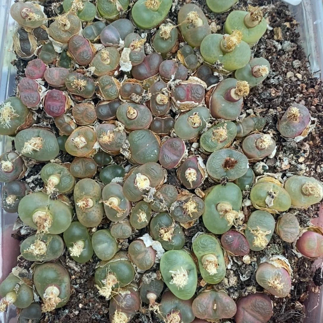 多肉蛋炒饭感谢您相伴055