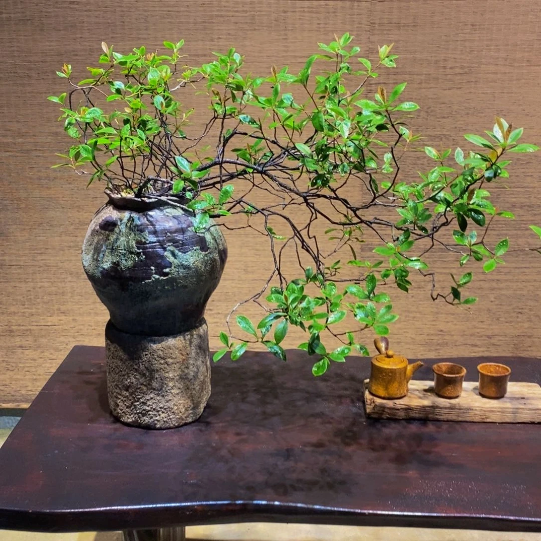 无花朵萱*盆景盆景园林路上5858