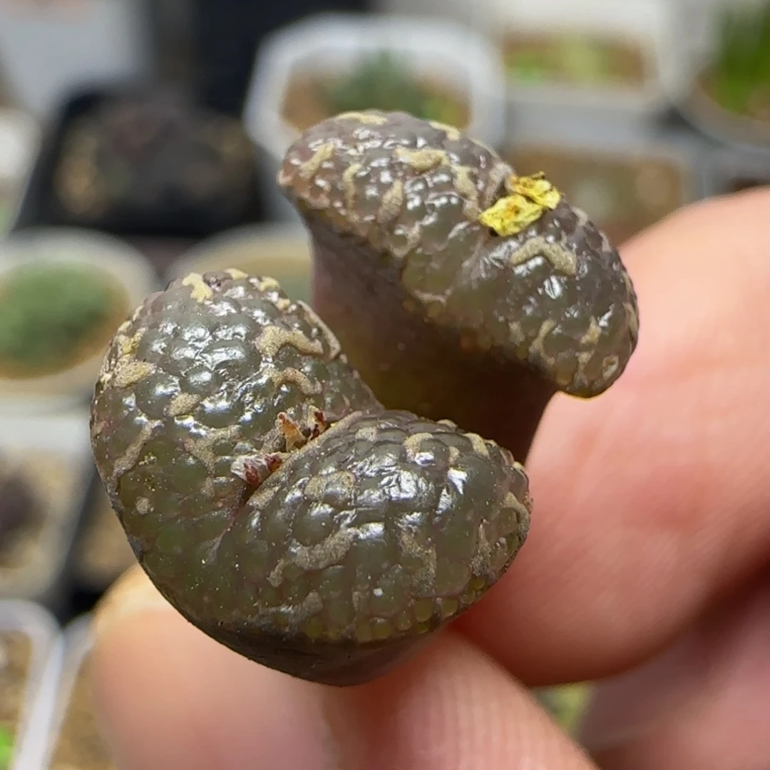 泡泡勋章多肉植物442