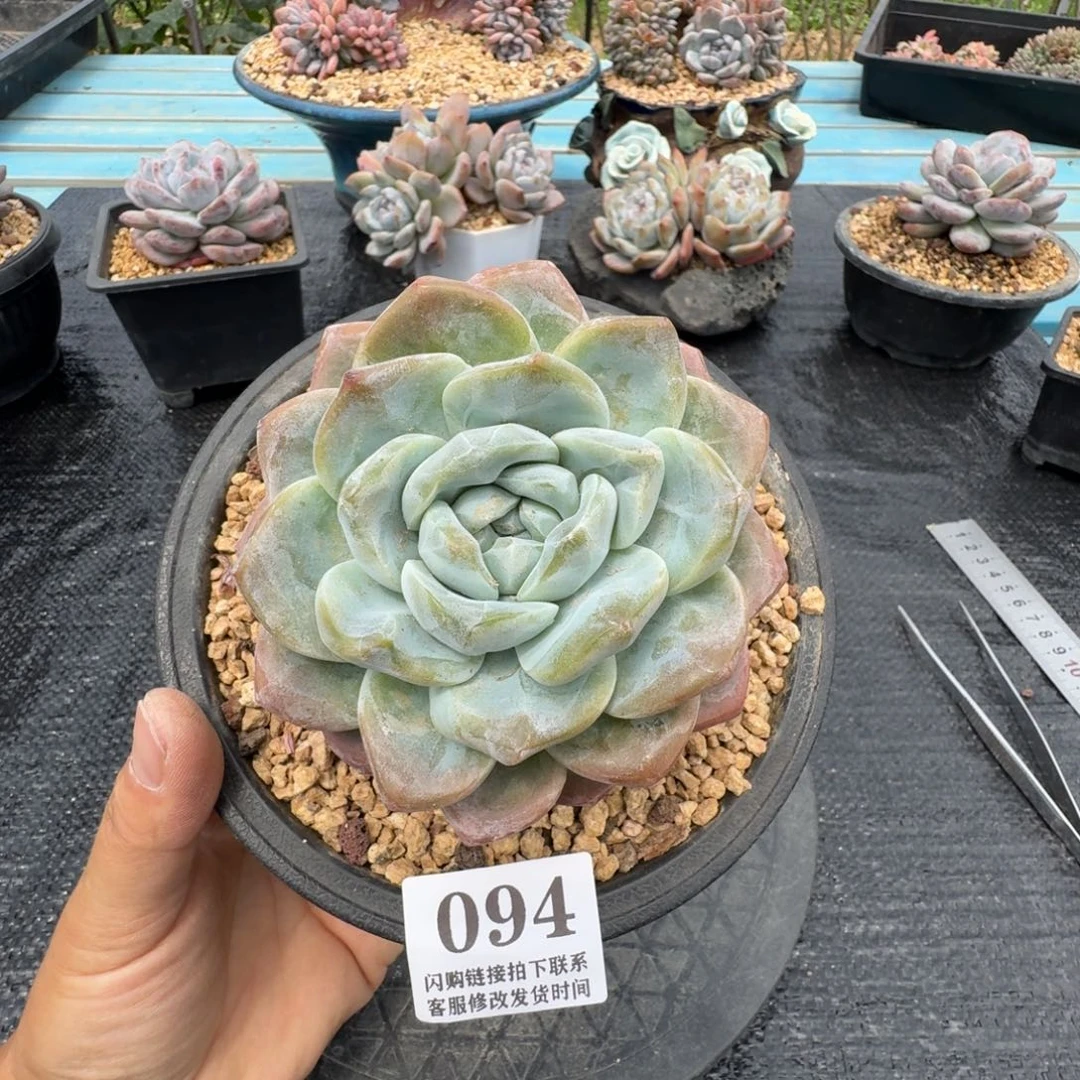 094冰玉（满58包邮冷链）