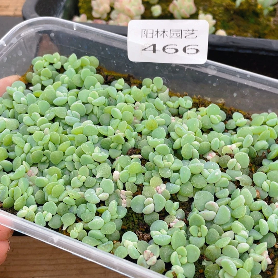 离***月多肉植物多肉植物466