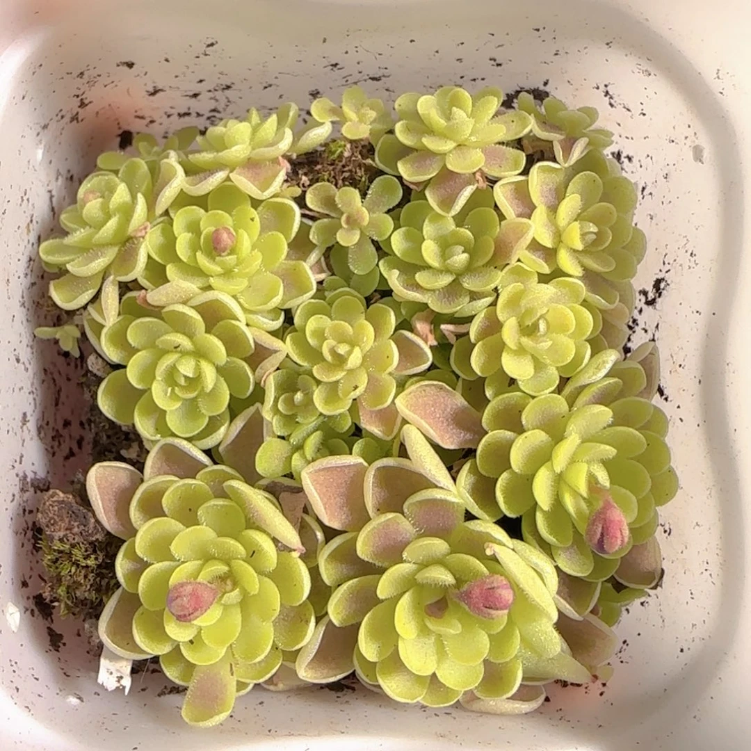 多肉1229-45捕虫堇