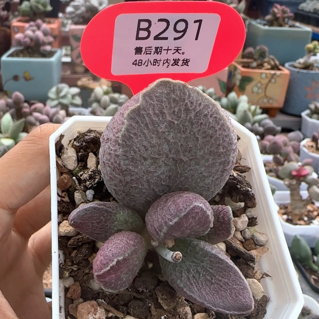 小***宫福利。   291。