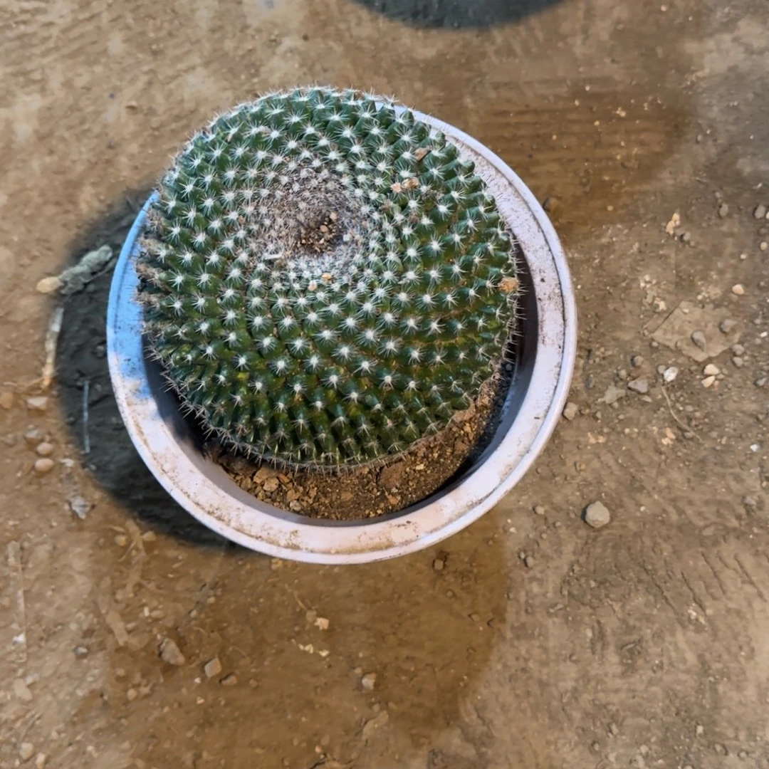 西***狼可口可乐可口可乐