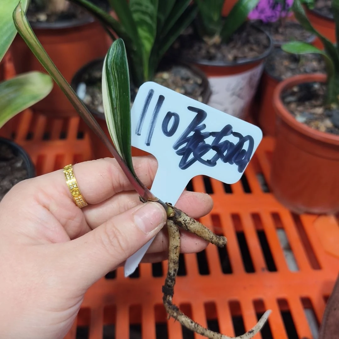 展***！无花朵君子兰直播带货王