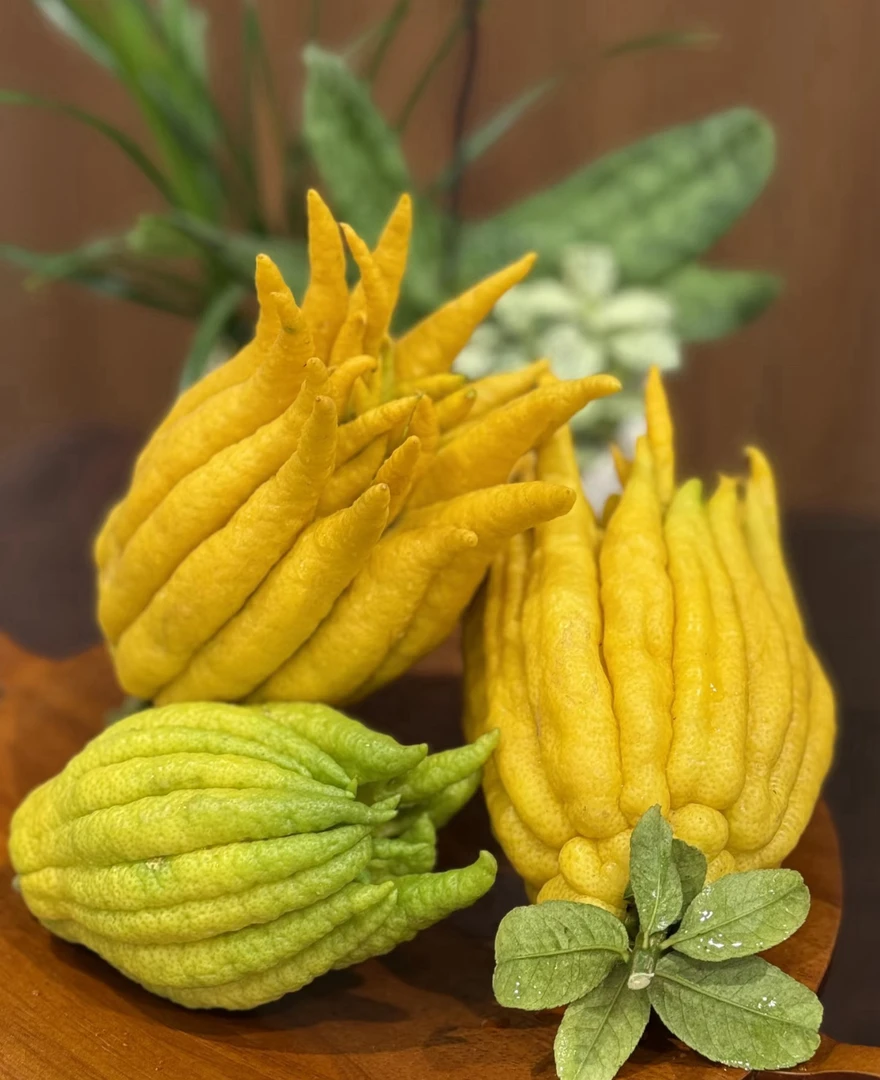 【闻香佛手柑】天然“空气香氛”佛手养人更养心 云南基地直发