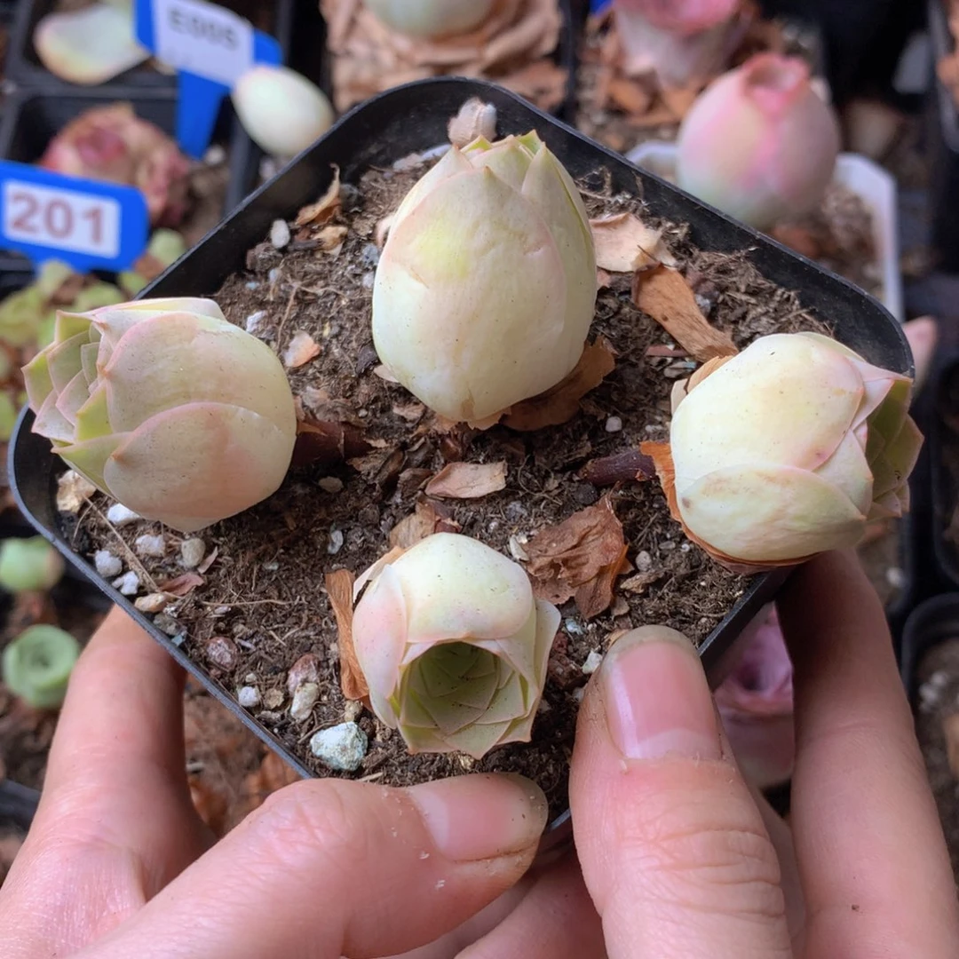 一物一拍星辰福利562