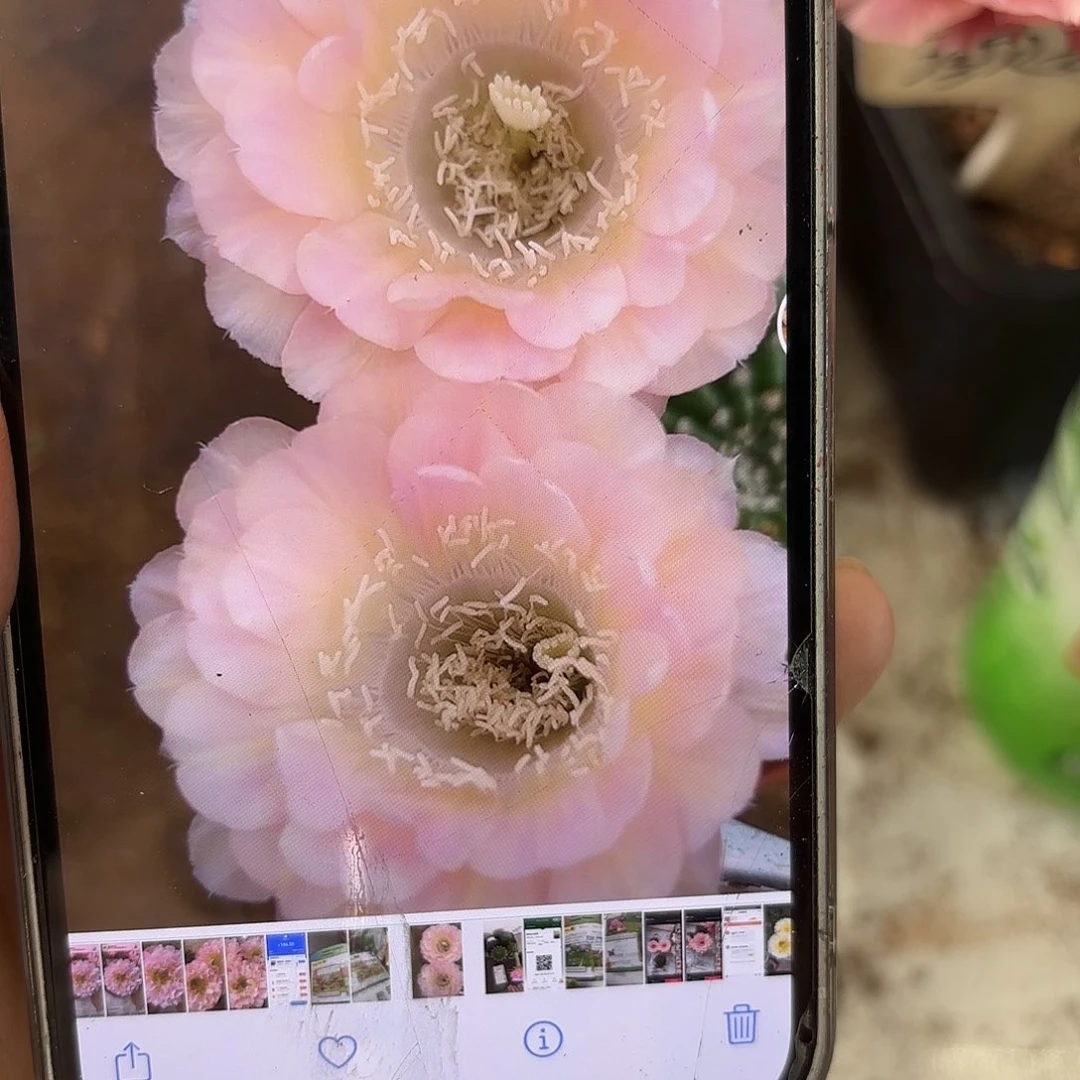彩草40号4公分侧牙