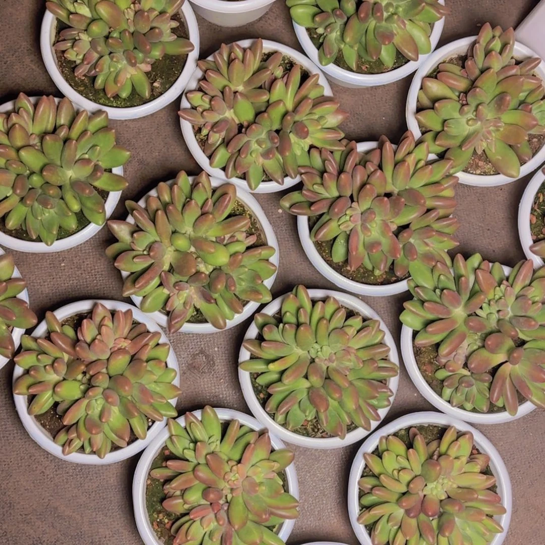 芒果奶保10头福利111111111111