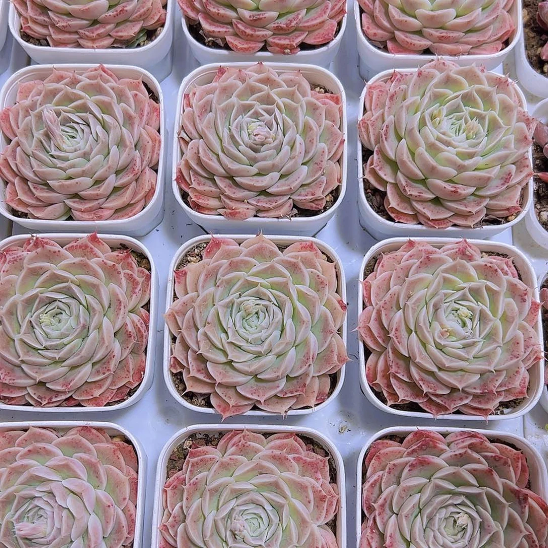 血斑长睫毛19包邮多肉