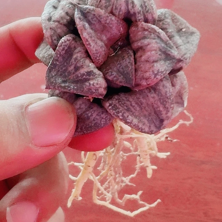 家***)十二卷福利裸根福利