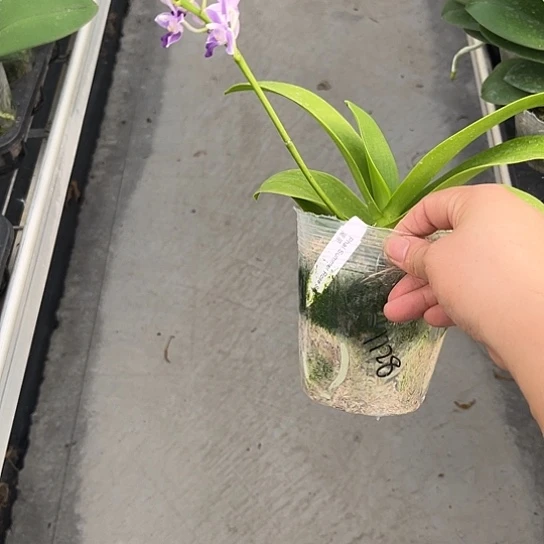 完全开放蓝星3.5带花不售后