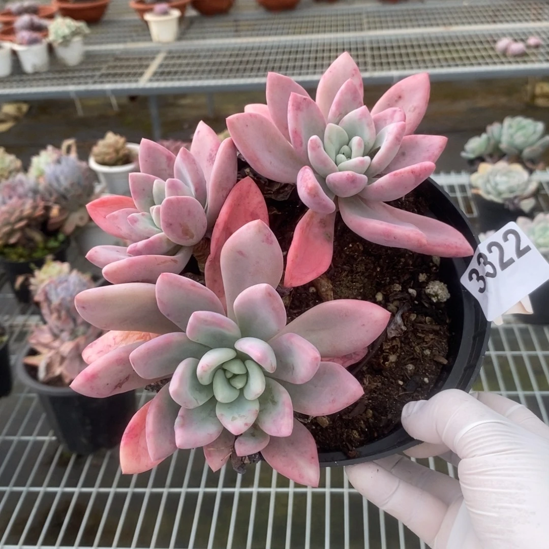 3322奥普琳娜一物一拍（有瑕疵不售后）