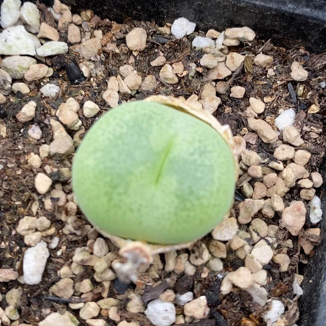 2848母本翠光1颗。